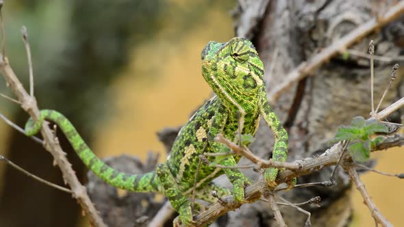 Common Chameleon in a Branch alt