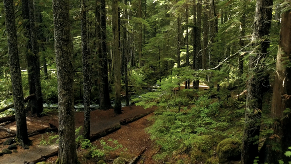 Dense Forest With Tall Trees In Daylight Sunbeams