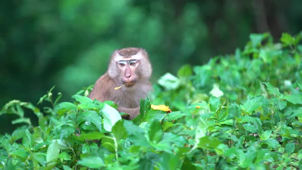 Monkey brown cute mammal walking on the sunrise in forest trees