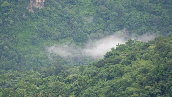 Landscape view of greenery rainforest mountains on foggy day