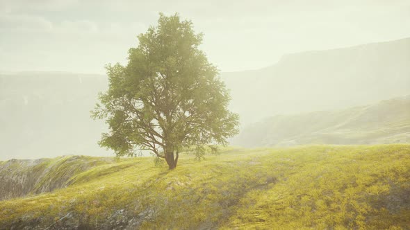 Green Tree on a Hill on a Sunny Day in Summer alt