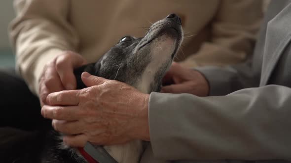 Closeup of the Wrinkled Hands of an Unrecognizable Elderly Couple Looking at the Muzzle of Their Pet alt