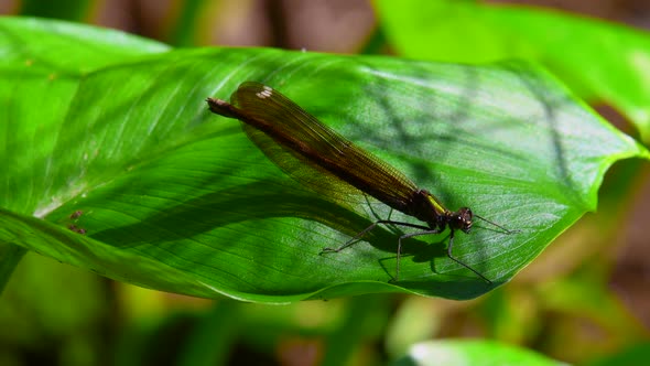 Stunning female demoiselle resting and slowly streching her abdomen on a calla plant leaf. alt