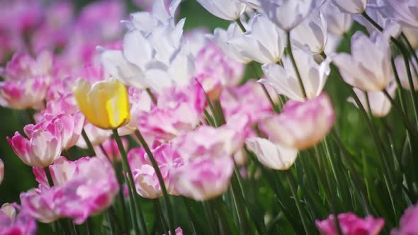 Tulips Summer Flowers