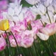 Tulips Summer Flowers - VideoHive Item for Sale