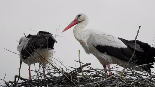 An old pair of storks sits in a nest and wait for their offspring