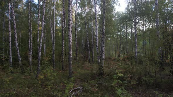 Birches At The Edge Of A Dense Forest alt