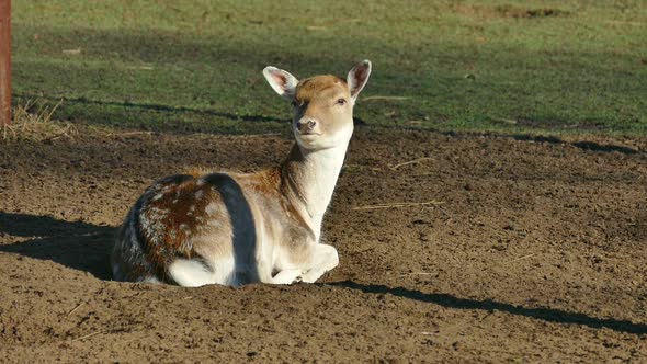 Fawn, Stock Footage | VideoHive