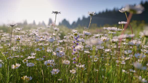 Camera Moves Over Meadow Dotted with Daisies alt