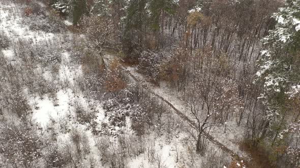 Path in the forest by winter 4K aerial footage alt