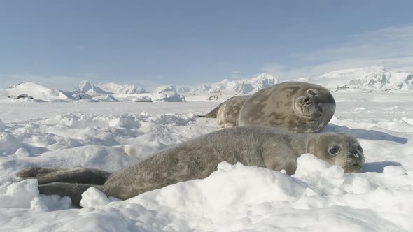 Antarctica Baby Adult Weddell Seal Lying on Snow alt