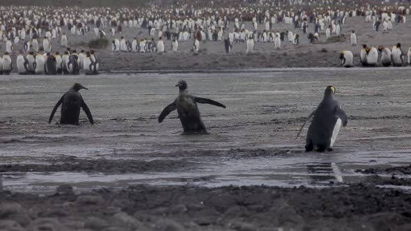 King Penguins On South Georgia Island alt