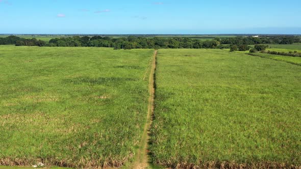 Sugar Cane Fileds Plantation at Caribbean Countryside Agriculture Concept alt