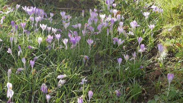 Fields of iris family crocus flower on the wind natural background  spring day 4K 2160p 30 fps UHD v alt