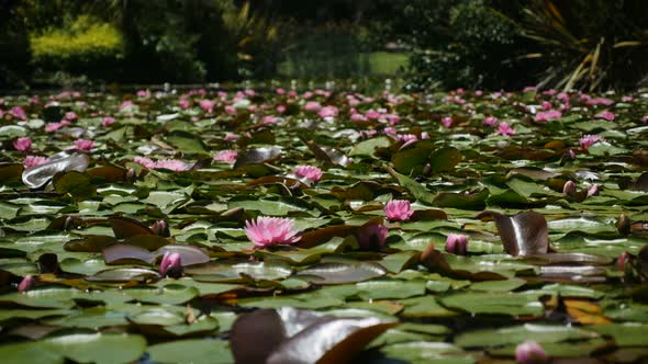 Water Lilies cover a Pond