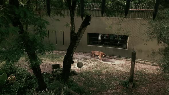 Lion walking back and forth at cage in a zoo. Trees and brick cage walls in the background. alt
