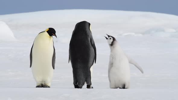 Emperor Penguins with Chick Close Up in Antarctica