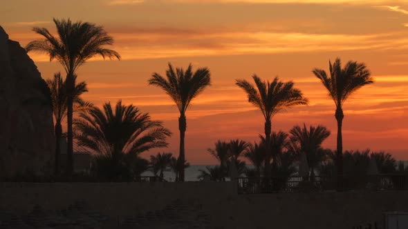Palm Trees On the Beach Against the Sky Before Dawn alt