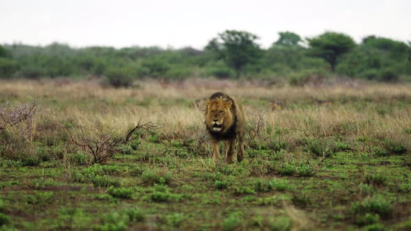 Big Male Lion Marching On Savannah At Central Kalahari Game Reserve In Botswana. Selective Focus alt