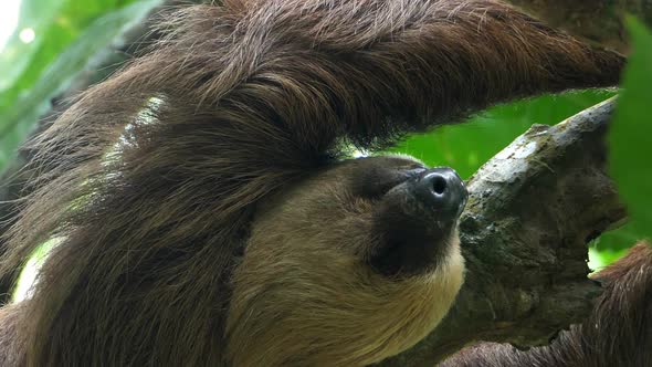 Three-toed Sloth Climbing up a Tree in the Rainforest