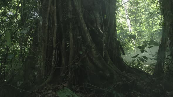Rain Forest Mist Around A Tree Trunk