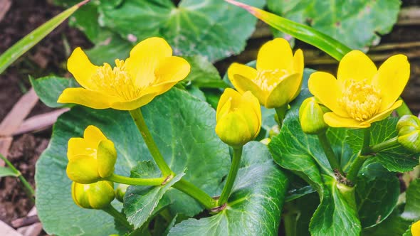 Spring Marsh Marigold Flowers Bloom Fast in Swamp Bog alt