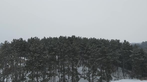 Drone view of forest full off tall pine trees during snowfall in the winter. Mountain in background.