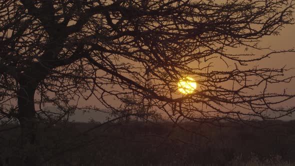 Sunrise Behind a Naked Tree