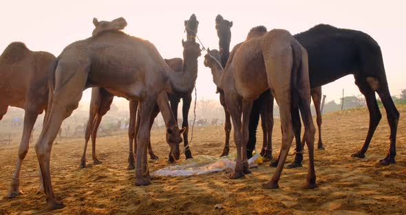 Camels at Pushkar Mela Camel Fair Festival in Field Eating Chewing at Sunrise. Pushkar, Rajasthan alt