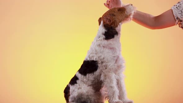 A Dog of Fox Terrier Breed Sits in the Studio on a Yellow Orange Gradient Background, the Hand of alt