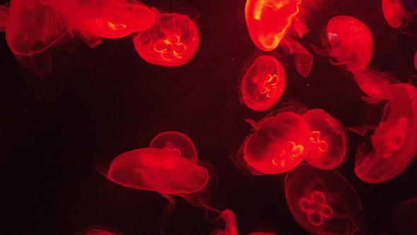 The Underwater World alt