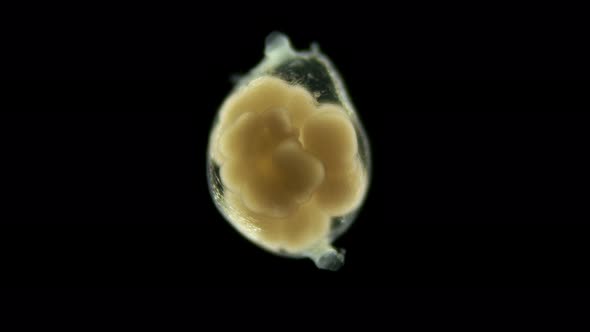 Cocoon of the Worm Tubifex Tubifex Under the Microscope alt