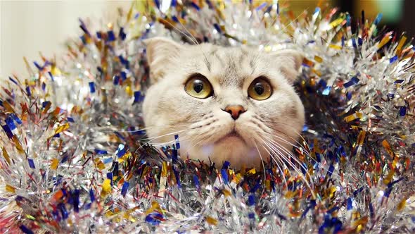 Christmas Cat Like A Tiger. Cat Yawns. Cat Is Wrapped In Tinsel