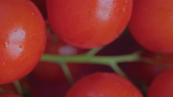 Red Cherry Tomatoes with Droplets on Branch on Rotating Surface Close Up