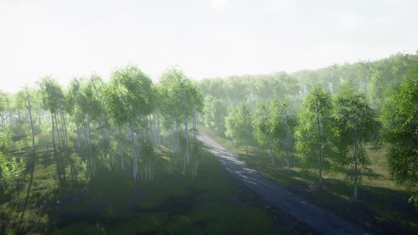Dirty Road Through Summer Forest alt