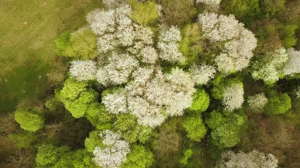 Aerial view of spring forest with blooming white trees in dense woods. alt