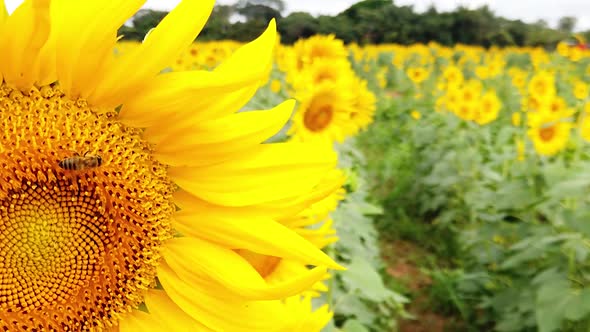 Field of sunflowers, bee pollination, vivid nature, strong colors, slow motion. alt
