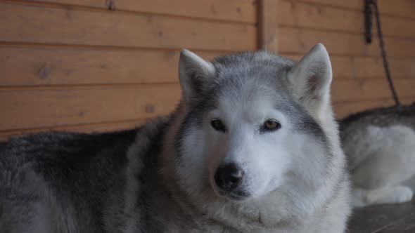 A Pack of Husky Dogs Resting in a Kennel