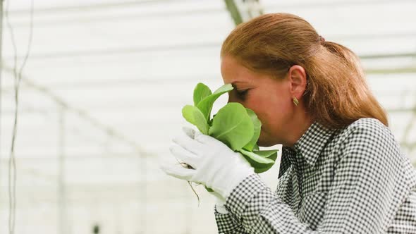Female Agronomist Inpsecting Organic Green Salad for Commerce alt