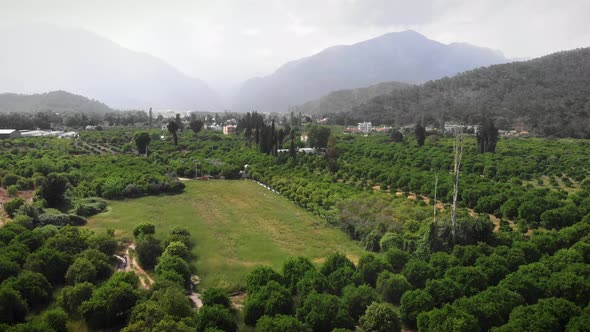 Gardening and farming concept. Citrus green trees planted on fruit plantation alt