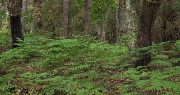Quercus suber and pine trees, in the Landes forest, Nouvelle Aquitaine, France. The Landes forest  i alt