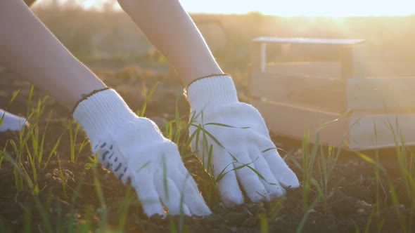 Farmer Working in Field in Morning, Hand Holding Leaf of Cultivated Plant. Hands Holding Pile of alt
