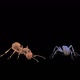 Ants - VideoHive Item for Sale
