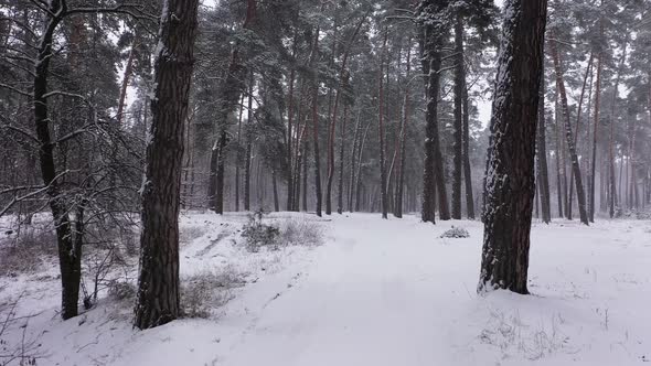 Beautiful Winter Forest Snow Scene