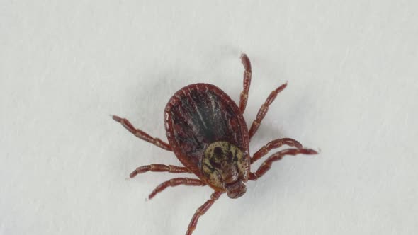 Blood-sucking Tick Creeps on the White Background, Macro alt