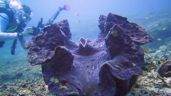a photographer swims pass a huge giant clam to take a photo alt