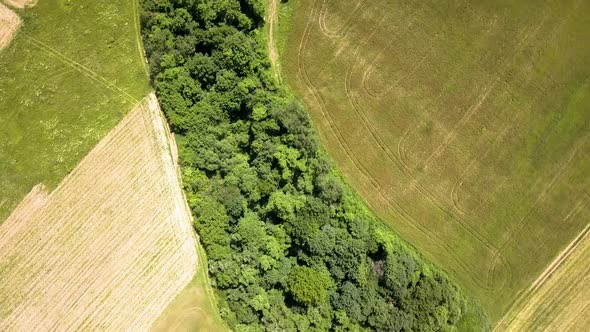 Top down aerial view of green summer forest with many fresh trees. alt