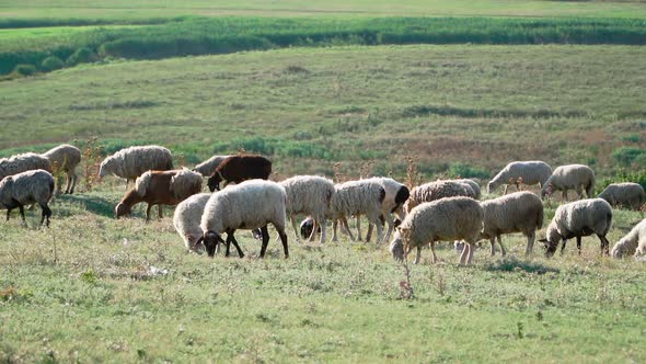 Herd sheep standing and graze in beautiful field. Agriculture and cattle breeding. Slow motion alt