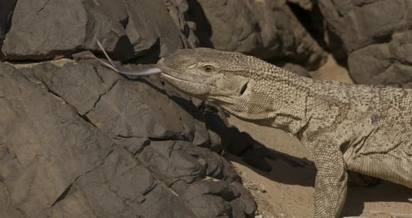 Huge Rock Monitor Looking For Food