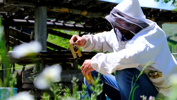 Queen Bee (2 Shots) alt